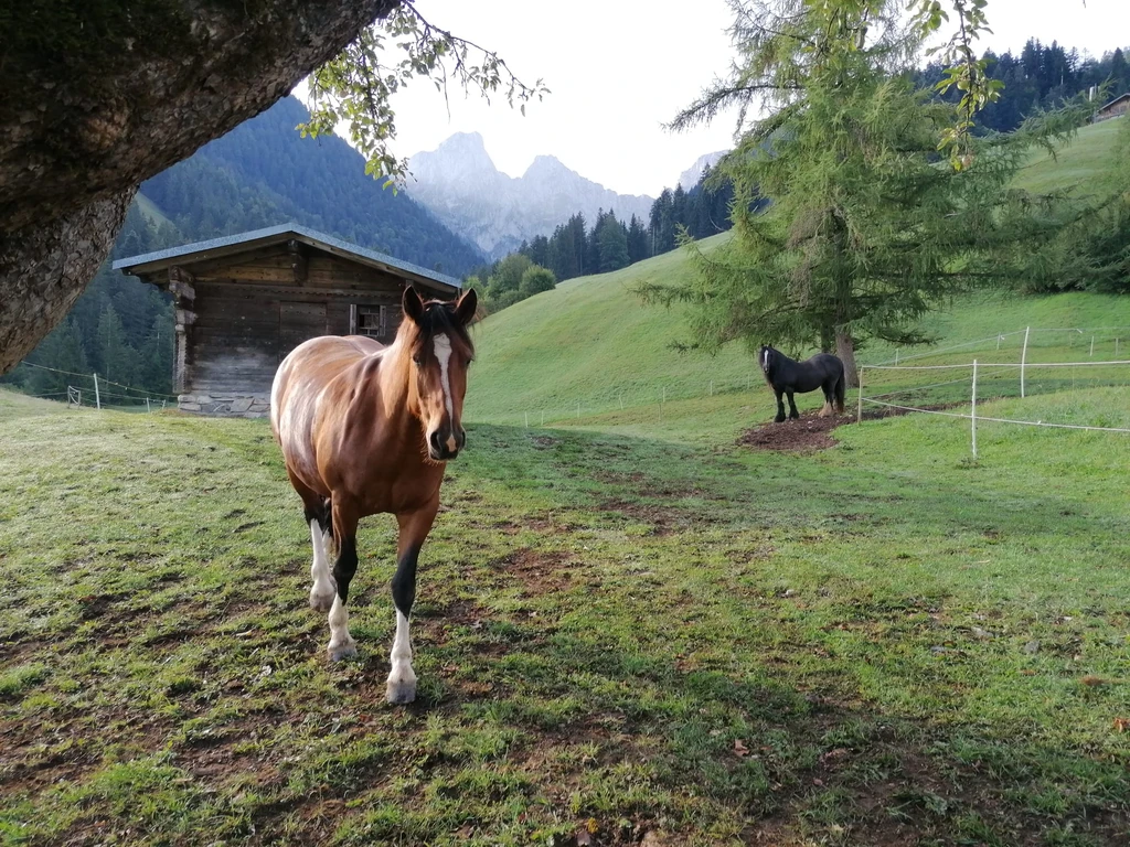 Rencontre avec le cheval | Gérignoz